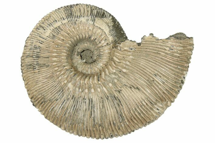 Cretaceous Ammonite (Kosmoceras) Fossil - Russia #262529